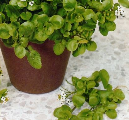 Picture of Cress American (Land Cress)